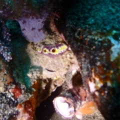 Unverified Sea Slug, Sea Hare or Bubble Shell at Tathra, NSW - 11 Jan 2019 by CalebBaker