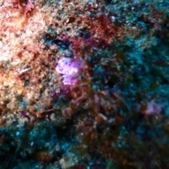 Unidentified Sea Slug, Sea Hare or Bubble Shell at Tathra, NSW - 11 Jan 2019 by CalebBaker