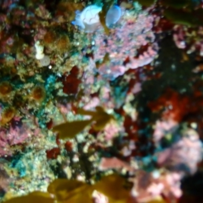 Unidentified Sea Slug, Sea Hare or Bubble Shell at Tathra, NSW - 11 Jan 2019 by CalebBaker