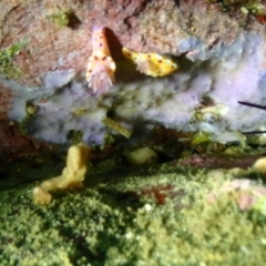 Ceratosoma amoenum (Clown Nudibranch) at Merimbula, NSW - 8 Jan 2019 by CalebBaker