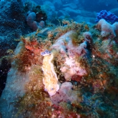 Aphelodoris varia (Aphelodoris varia) at Merimbula, NSW - 8 Jan 2019 by CalebBaker