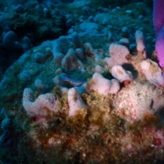 Hypselodoris bennetti (Hypselodoris bennetti) at Merimbula, NSW - 7 Jan 2019 by CalebBaker