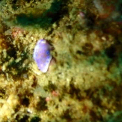 Unverified Sea Slug, Sea Hare or Bubble Shell at Merimbula, NSW - 8 Jan 2019 by CalebBaker