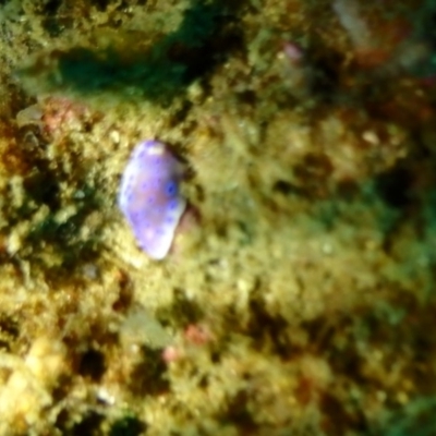 Unidentified Sea Slug, Sea Hare or Bubble Shell at Merimbula, NSW - 8 Jan 2019 by CalebBaker