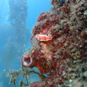 Ceratosoma amoenum at Tathra, NSW - 10 Jan 2019 04:36 PM