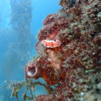 Ceratosoma amoenum (Clown Nudibranch) at Tathra, NSW - 10 Jan 2019 by CalebBaker