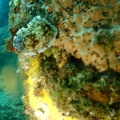 Aphelodoris varia (Aphelodoris varia) at Tathra, NSW - 10 Jan 2019 by CalebBaker