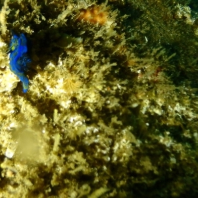 Unidentified Sea Slug, Sea Hare or Bubble Shell at Tathra, NSW - 9 Jan 2019 by CalebBaker