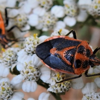 Agonoscelis rutila (Horehound bug) at Uriarra, NSW - 29 Jan 2019 by JohnBundock