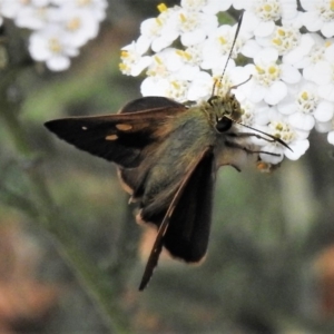 Timoconia flammeata at Uriarra, NSW - 29 Jan 2019