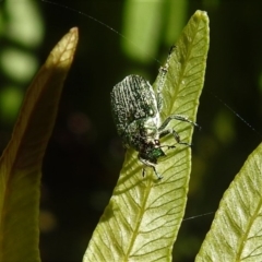 Diphucephala sp. (genus) (Green Scarab Beetle) at Cotter River, ACT - 29 Jan 2019 by JohnBundock