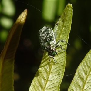 Diphucephala sp. (genus) at Cotter River, ACT - 29 Jan 2019 11:43 AM