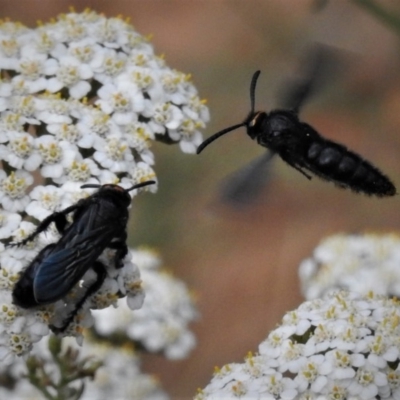 Scoliidae sp. (family) (Unidentified Hairy Flower Wasp) at Uriarra, NSW - 29 Jan 2019 by JohnBundock