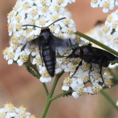 Scoliidae sp. (family) at Uriarra, NSW - 29 Jan 2019