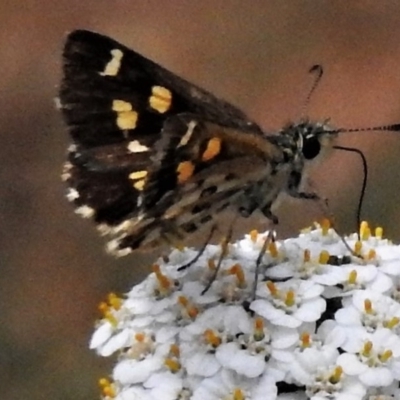 Anisynta monticolae (Montane grass-skipper) at Uriarra, NSW - 29 Jan 2019 by JohnBundock