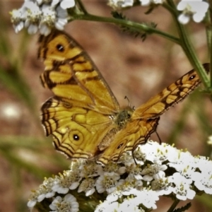 Geitoneura acantha at Uriarra, NSW - 29 Jan 2019 12:10 PM