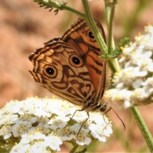 Geitoneura acantha at Uriarra, NSW - 29 Jan 2019 12:10 PM