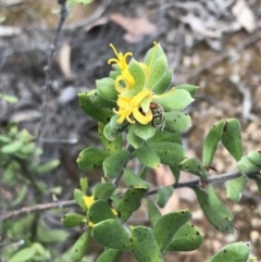 Persoonia rigida (Hairy Geebung) at Carwoola, NSW - 10 Jan 2019 by MeganDixon