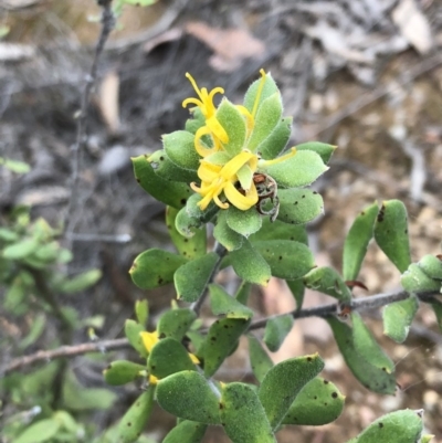 Persoonia rigida (Hairy Geebung) at Carwoola, NSW - 10 Jan 2019 by MeganDixon