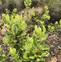 Persoonia rigida at Carwoola, NSW - 10 Jan 2019 10:14 AM