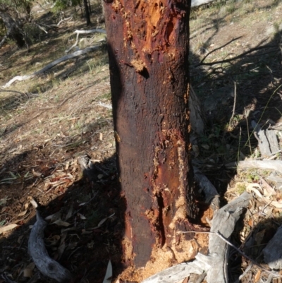 Papyrius nitidus (Shining Coconut Ant) at Theodore, ACT - 28 Jan 2019 by Owen