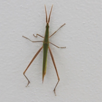 Acrida conica (Giant green slantface) at Paddys River, ACT - 29 Jan 2019 by davobj