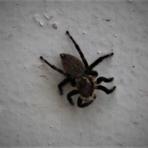 Maratus griseus at Paddys River, ACT - 29 Jan 2019 03:53 PM