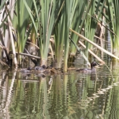 Tachybaptus novaehollandiae (Australasian Grebe) at Fyshwick, ACT - 3 Jan 2019 by AlisonMilton