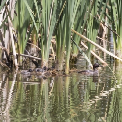 Tachybaptus novaehollandiae (Australasian Grebe) at Fyshwick, ACT - 2 Jan 2019 by AlisonMilton