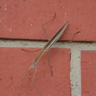 Tenodera australasiae (Purple-winged mantid) at Paddys River, ACT - 29 Jan 2019 by davobj