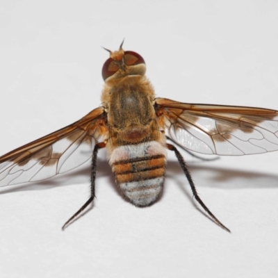 Villa sp. (genus) (Unidentified Villa bee fly) at Evatt, ACT - 27 Jan 2019 by TimL