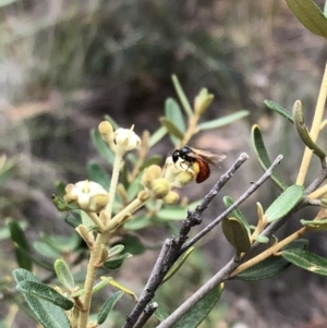 Pomaderris angustifolia at Carwoola, NSW - 10 Jan 2019 11:11 AM