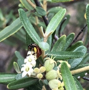 Pomaderris angustifolia at Carwoola, NSW - 10 Jan 2019 11:11 AM