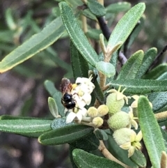 Pomaderris angustifolia at Carwoola, NSW - 10 Jan 2019 11:11 AM