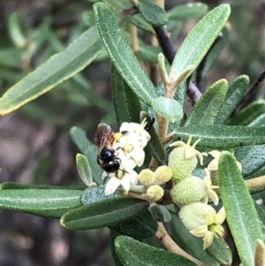 Pomaderris angustifolia at Carwoola, NSW - 10 Jan 2019