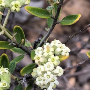 Pomaderris angustifolia at Carwoola, NSW - 10 Jan 2019 11:11 AM