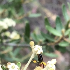 Exoneura sp. (genus) at Carwoola, NSW - 10 Jan 2019