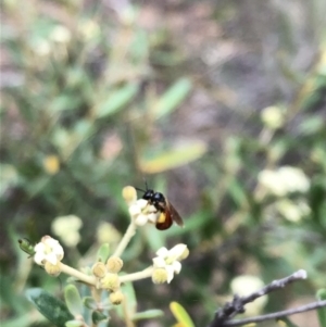 Exoneura sp. (genus) at Carwoola, NSW - 10 Jan 2019 11:08 AM