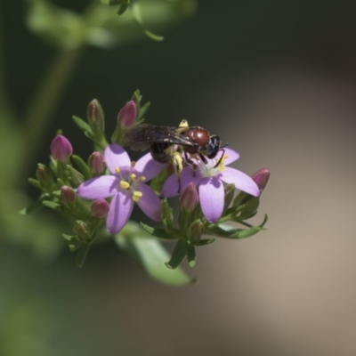 Lasioglossum (Callalictus) callomelittinum (Halictid bee) at Acton, ACT - 10 Dec 2018 by AlisonMilton