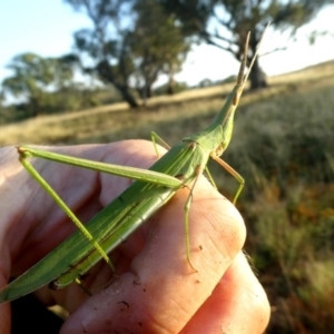 Acrida conica at Googong, NSW - 30 Jan 2019