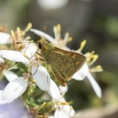 Ocybadistes walkeri (Green Grass-dart) at Higgins, ACT - 10 Dec 2018 by AlisonMilton