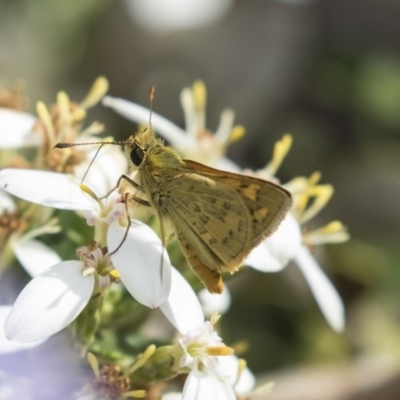 Ocybadistes walkeri (Green Grass-dart) at Higgins, ACT - 10 Dec 2018 by Alison Milton