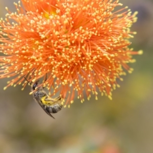 Lasioglossum (Chilalictus) sp. (genus & subgenus) at Acton, ACT - 10 Dec 2018 12:40 PM