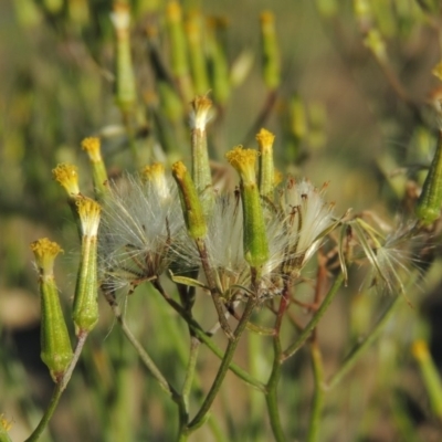 Senecio quadridentatus (Cotton Fireweed) at Greenway, ACT - 9 Jan 2019 by MichaelBedingfield