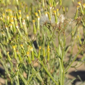 Senecio quadridentatus at Greenway, ACT - 9 Jan 2019 08:02 PM