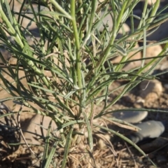 Senecio quadridentatus at Greenway, ACT - 9 Jan 2019