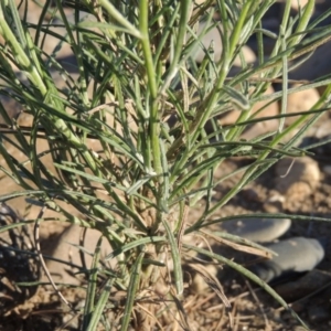 Senecio quadridentatus at Greenway, ACT - 9 Jan 2019 08:02 PM