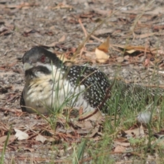 Eudynamys orientalis (Pacific Koel) at Gordon, ACT - 10 Jan 2019 by michaelb