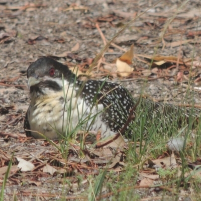 Eudynamys orientalis (Pacific Koel) at Gordon, ACT - 10 Jan 2019 by MichaelBedingfield
