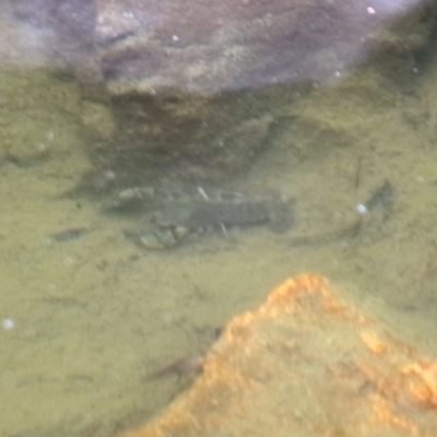 Cherax destructor (Common Yabby) at ANBG - 9 Dec 2018 by Alison Milton